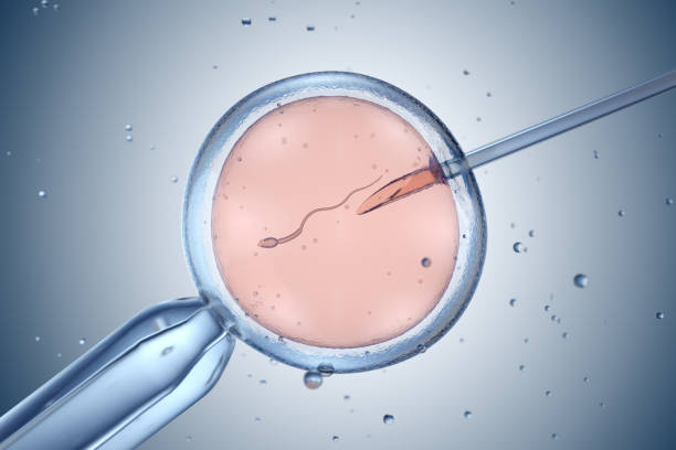 embryo injected