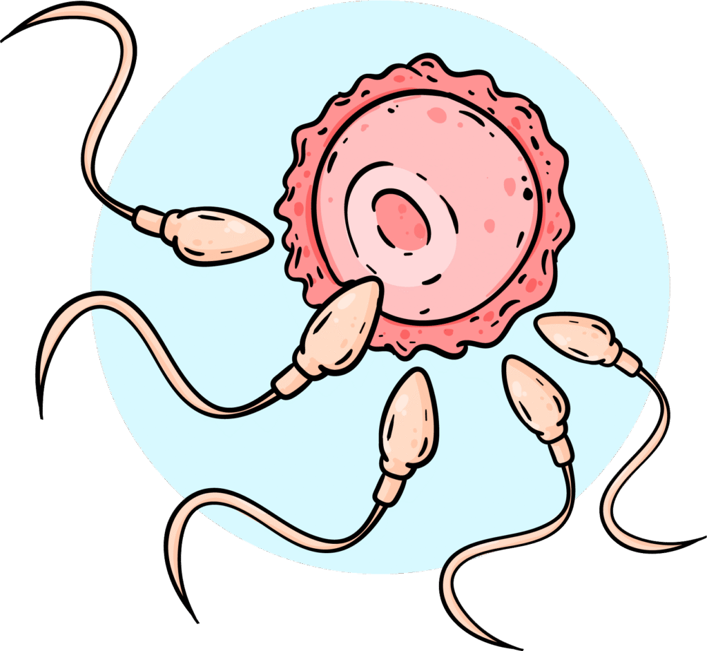 embryo