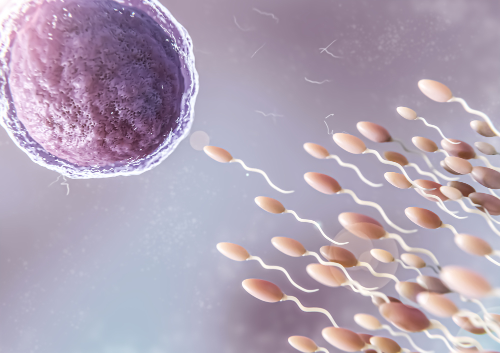 egg fertilization