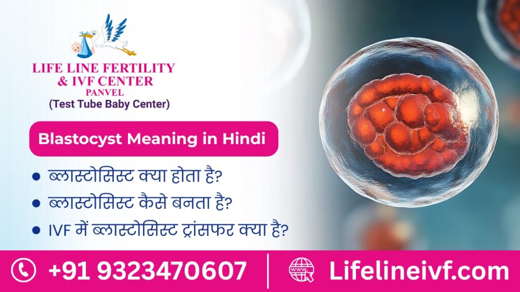 blastocyst meaning in hindi