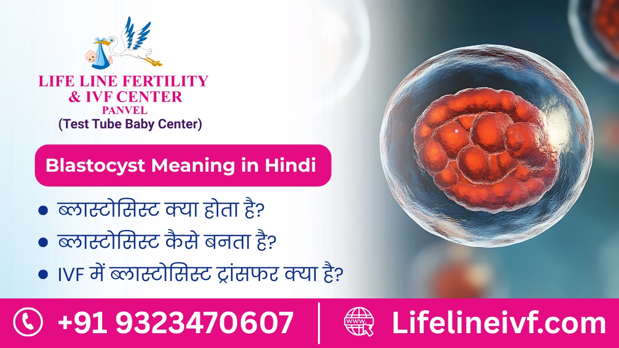 blastocyst meaning in hindi