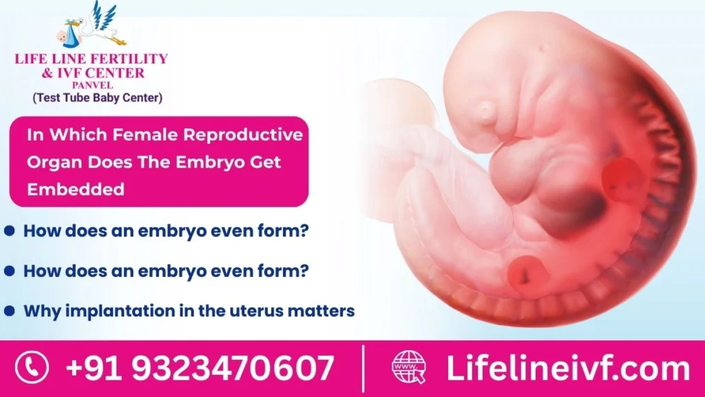 in which female reproductive organ does the embryo get embedded​