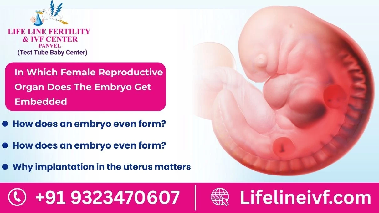 in which female reproductive organ does the embryo get embedded​