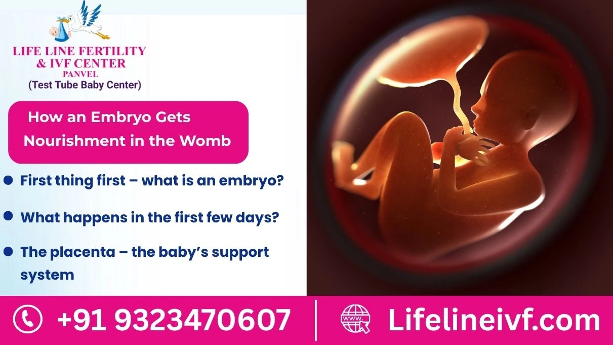 how does the embryo get nourished inside the mother's body​