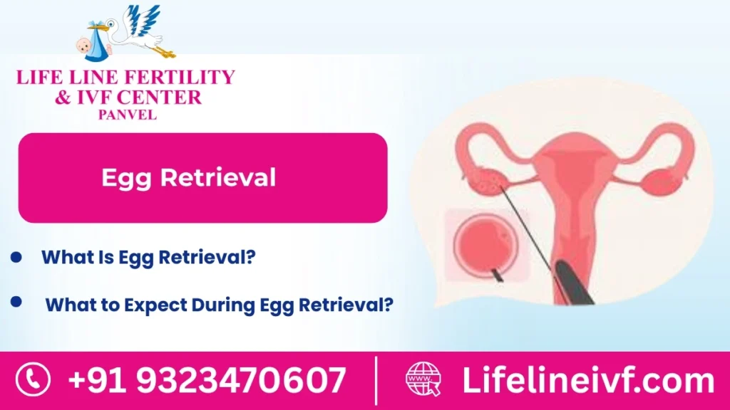 Egg Retrieval